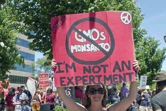 A GMO News Roundup: More Concerns About GM Crops